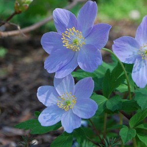 Луковица анемоны Голубая ветреница