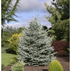 Саженец Ели Голубой Кейбаб  (Kaibab) от 150 см