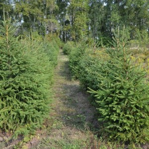 Саженец Ели Сибирской 40-60 см