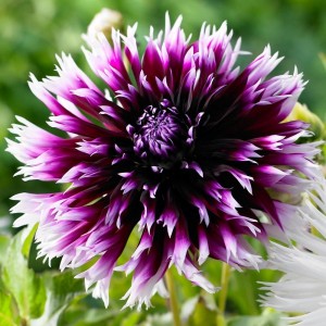 Клубень георгина Alauna Clair Obscure - Алауна Клер-Обескур