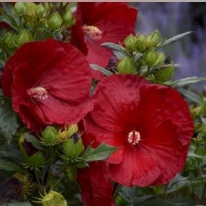 Саженцы Гибискуса Кренберри Краш