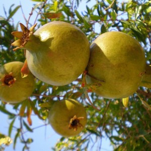 Саженец граната Желтого