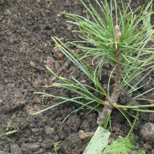 Саженец кедра Ливанского до 20 см