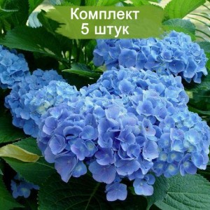 Саженцы гортензии крупнолистной Клеопарта Блю (Сleopatra Blue) -  комплект 5 шт.