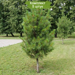 Сеянцы кедра Сибирского (до 15 см) -  комплект 5 шт.