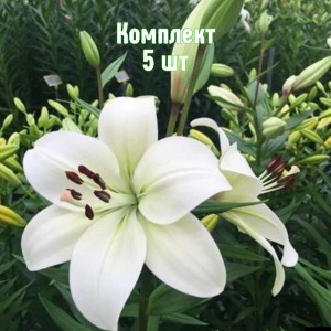 Комплект 5шт / Лилия Ричмонд