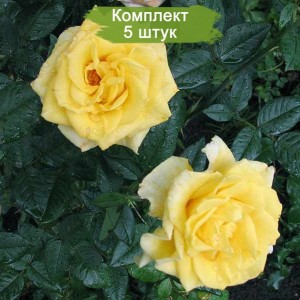 Саженцы чайно-гибридной розы Мабелла (Mabella) -  комплект 5 шт.