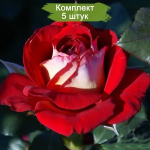 Саженцы чайно-гибридной розы Нью Фешн (New Fashion) -  комплект 5 шт.