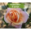 Саженцы плетистой розы Скугёрл (Schoolgirl) -  комплект 5 шт.