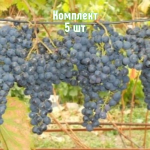 Комплект 5шт / Виноград Брускам