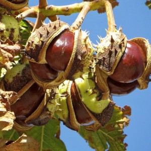 Саженец Конского каштана