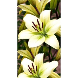 Луковица лилии Courier (Курьер )