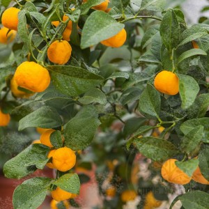 Мандарин Кераджи