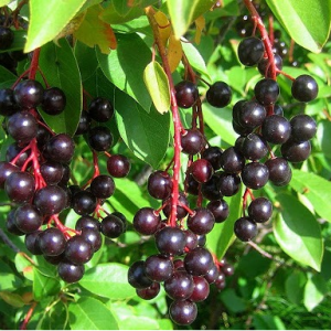 Саженец черемухи Виргирской ( 10-20 см)