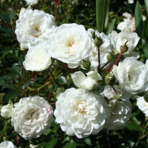 Саженец почвопокровной розы Снежный балет (Snow Ballet)