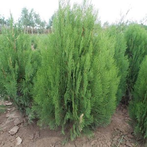 Саженец Туи Восточной от 150 см