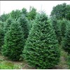Саженец Ели Сибирской 1.5 метра