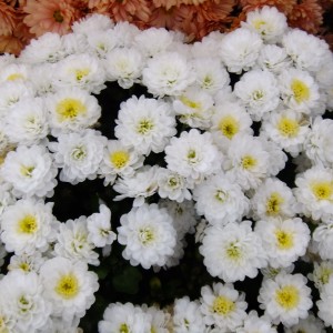 Саженец хризантемы мультифлора Дрим (Dream) (Белая )