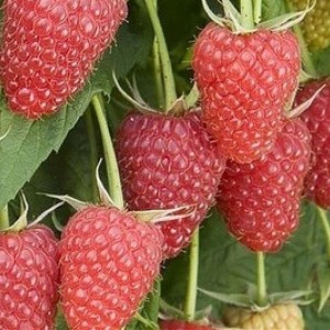 Саженец ремонтантной малины Атлант (Красная)